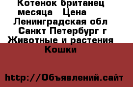 Котенок британец 2 месяца › Цена ­ 10 - Ленинградская обл., Санкт-Петербург г. Животные и растения » Кошки   